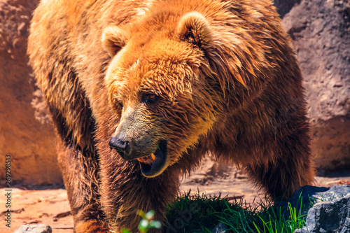 Beautiful specimen of brown bear in warm tones. Ursus arctos