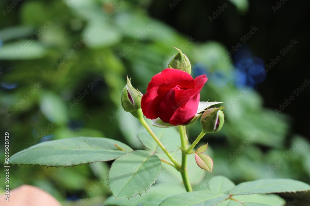 Rosas Vermelhas Rosas Vermelhas