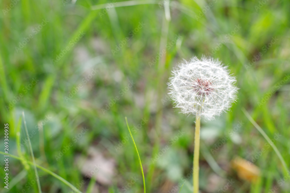 white dandelion hat close up sunny day white dandelion hat close up sunny day
