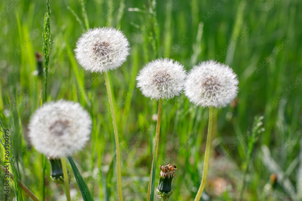 Four dandelion with white caps on a background of green grass on a sunny afternoon. Close-up Four dandelion with white caps on a background of green grass on a sunny afternoon. Close-up