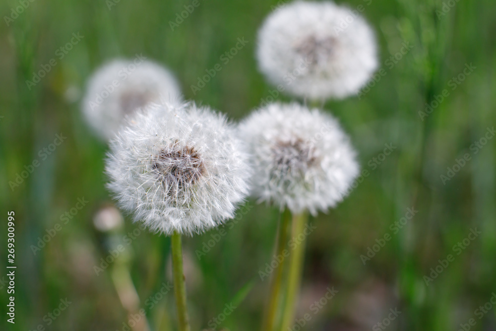 Four dandelion with white caps on a background of green grass on a sunny afternoon. Close-up Four dandelion with white caps on a background of green grass on a sunny afternoon. Close-up