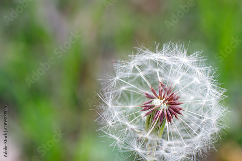 white dandelion hat close up sunny day