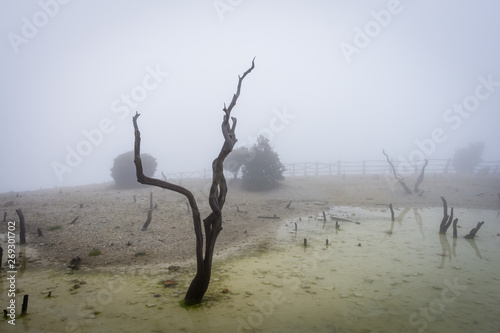 Dead forest of mount Papandayan is the most popular place for tourist. The beauty of heritage of volcanic eruption on the past. Papandayan Mountain is one of the favorite place to hike on Garut.