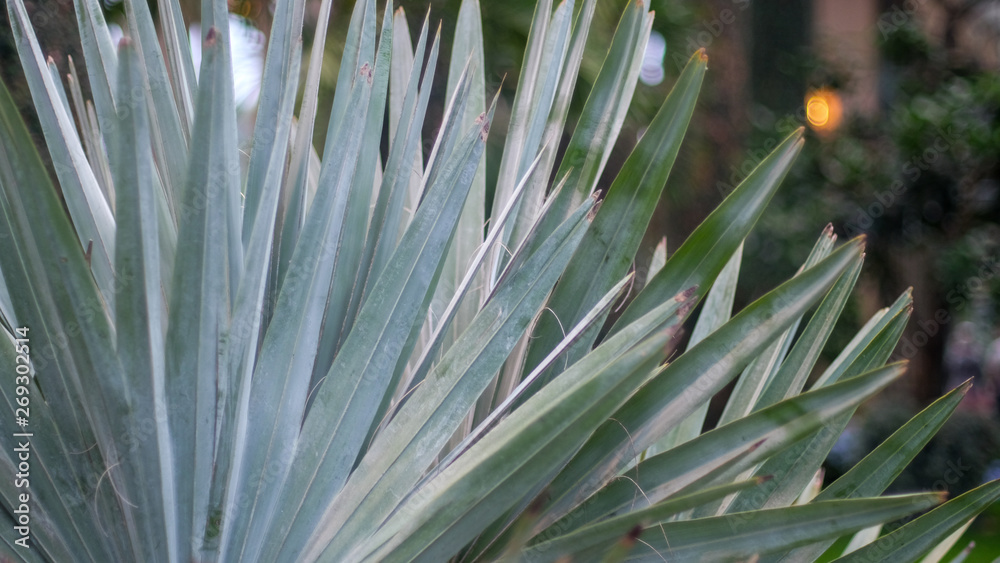 Fototapeta premium Palm Leaves