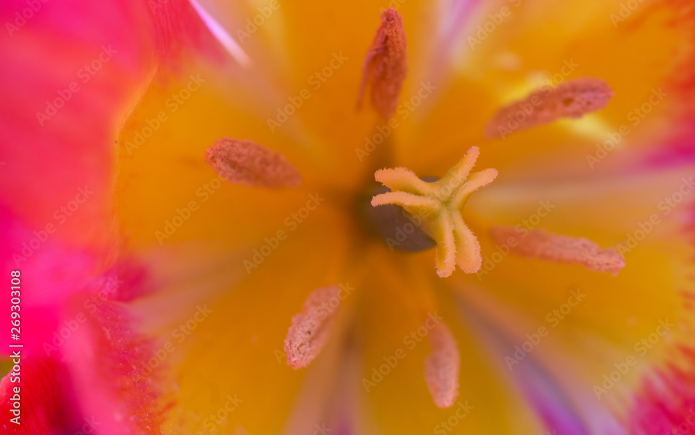 Fototapeta premium Tulip Pollen