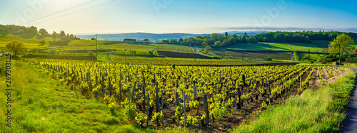 Panoramic landscape at sunrise with vineyards and countryside in Beaujolais