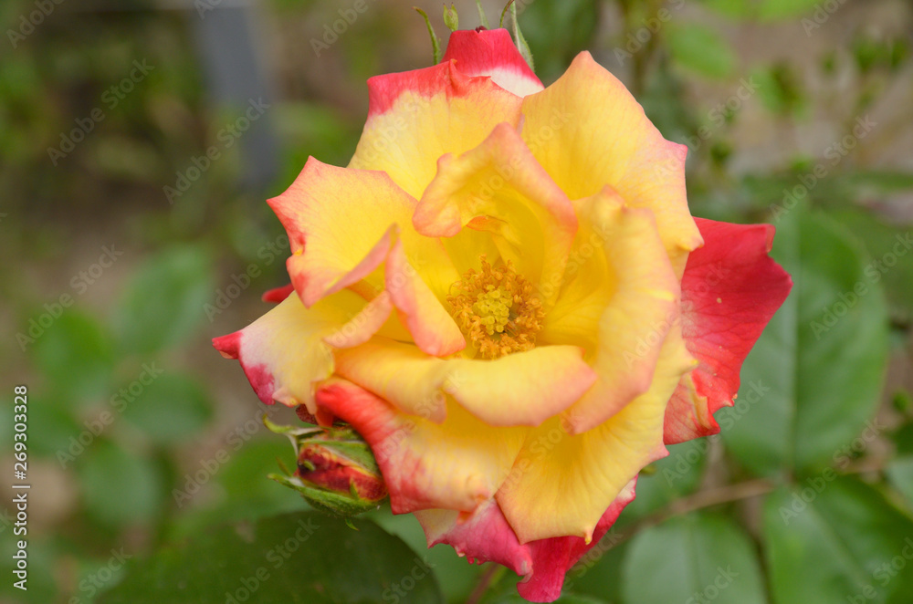Rosa 'Double Delight'.Opened red rose bud. Rosa 'Double Delight'.Opened red rose bud.