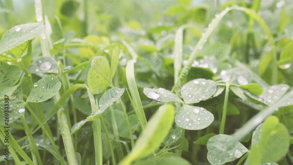 Juicy fresh clover after rain. Water drops on grass.