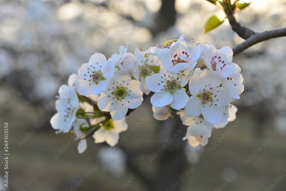 Fototapeta premium Pear flower in full bloom in spring