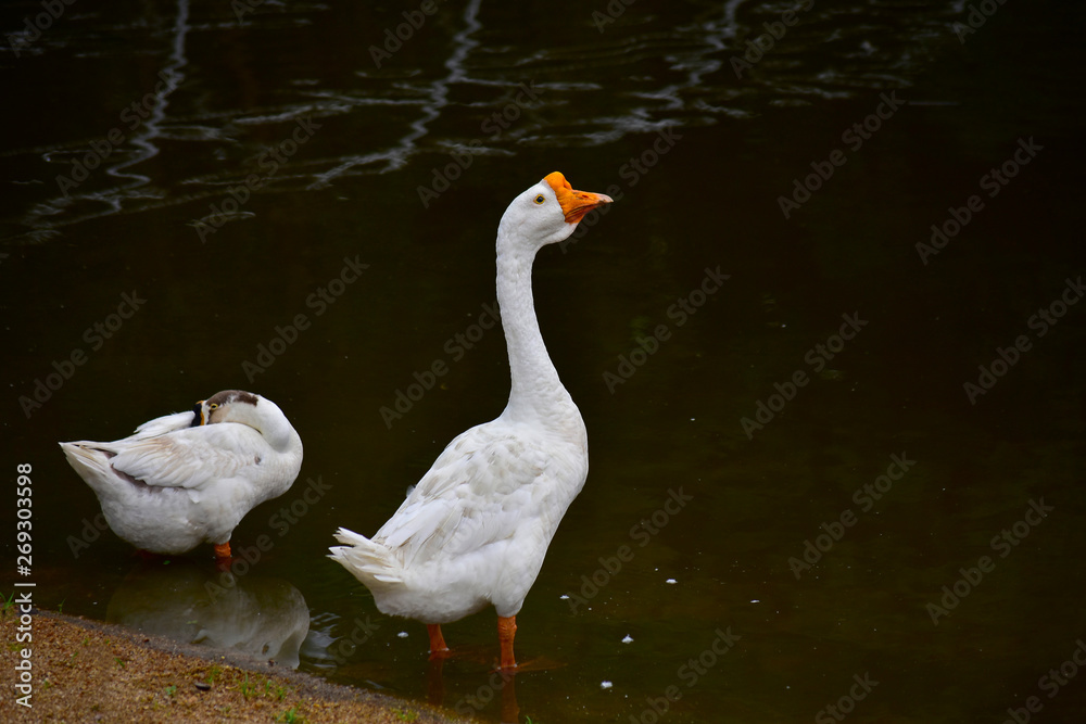 Fototapeta premium Geese are eating water In the back pool His nature is like playing water.