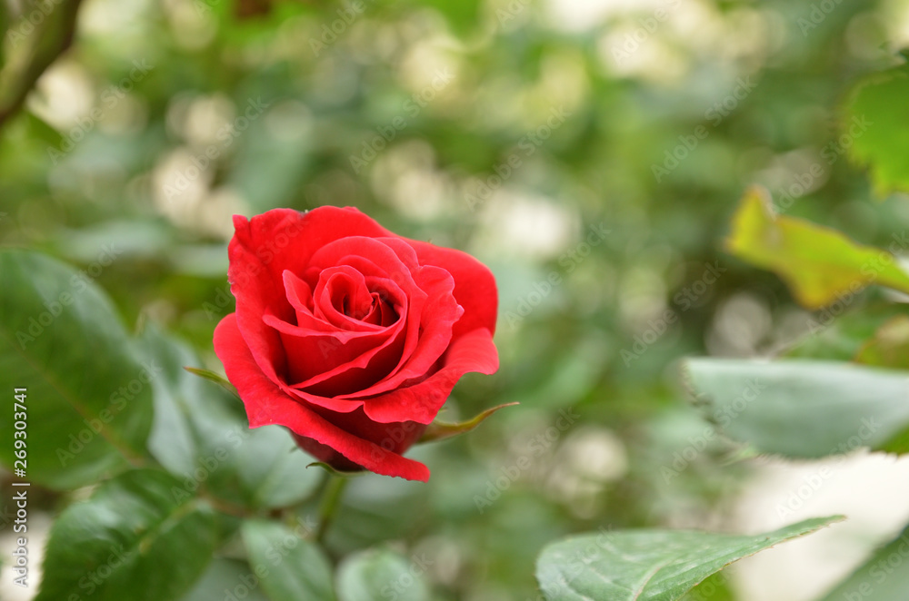 Opened red rose bud Opened red rose bud