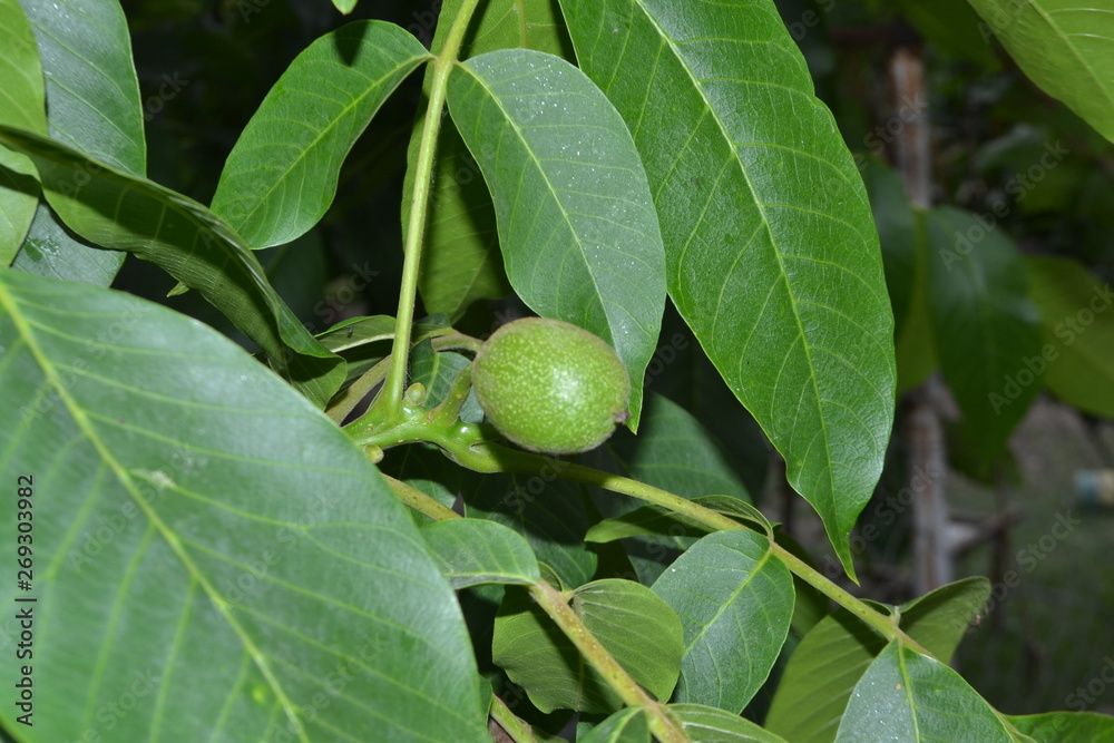 pictures of village life and landscaping walnut trees and fruits high quality pictures
