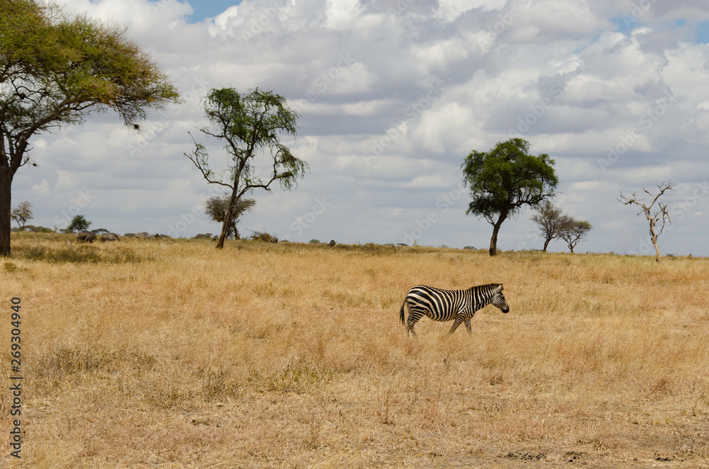 Single zebra in dry grasslands with trees on the horizon Single zebra in dry grasslands with trees on the horizon