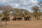 Herd of Elephants walking through dry dusty trees
