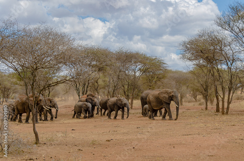 Herd of Elephants walking through dry dusty trees