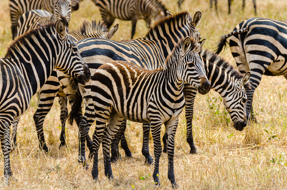 Zebra herd grazing on grasslands in Tanzania Zebra herd grazing on grasslands in Tanzania