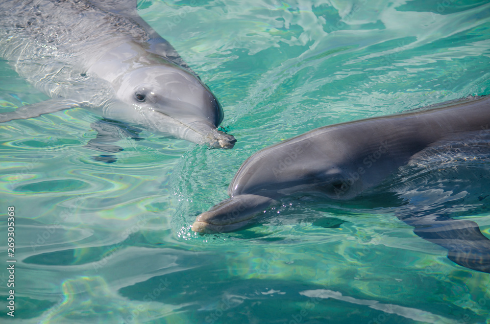 Fototapeta premium Dolphins in sea world, Gold Coast, Australia