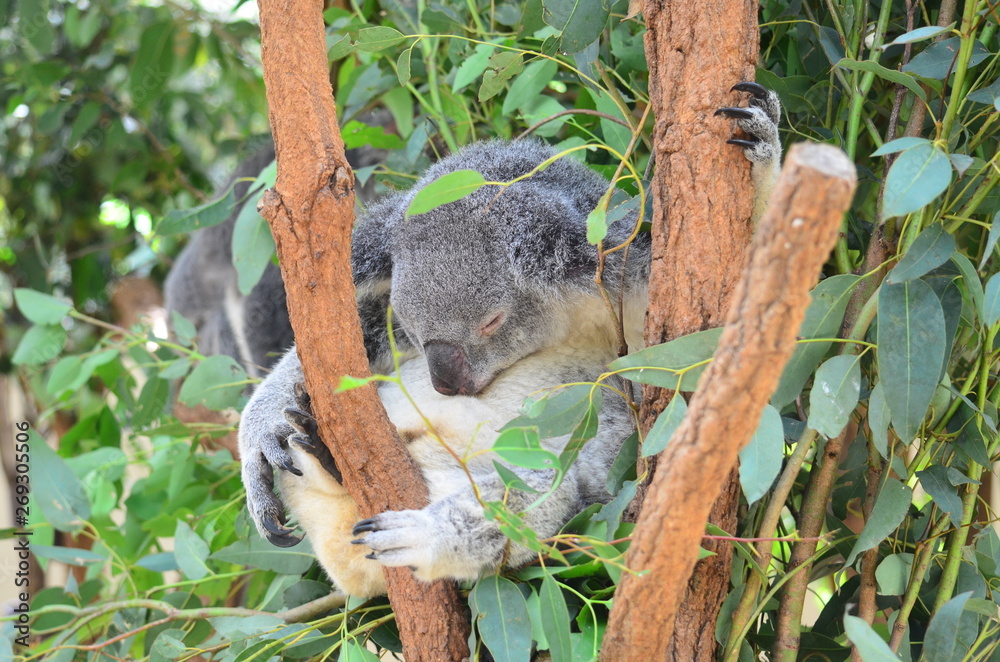 Cuddly Koala sleeping , Australia Cuddly Koala sleeping , Australia