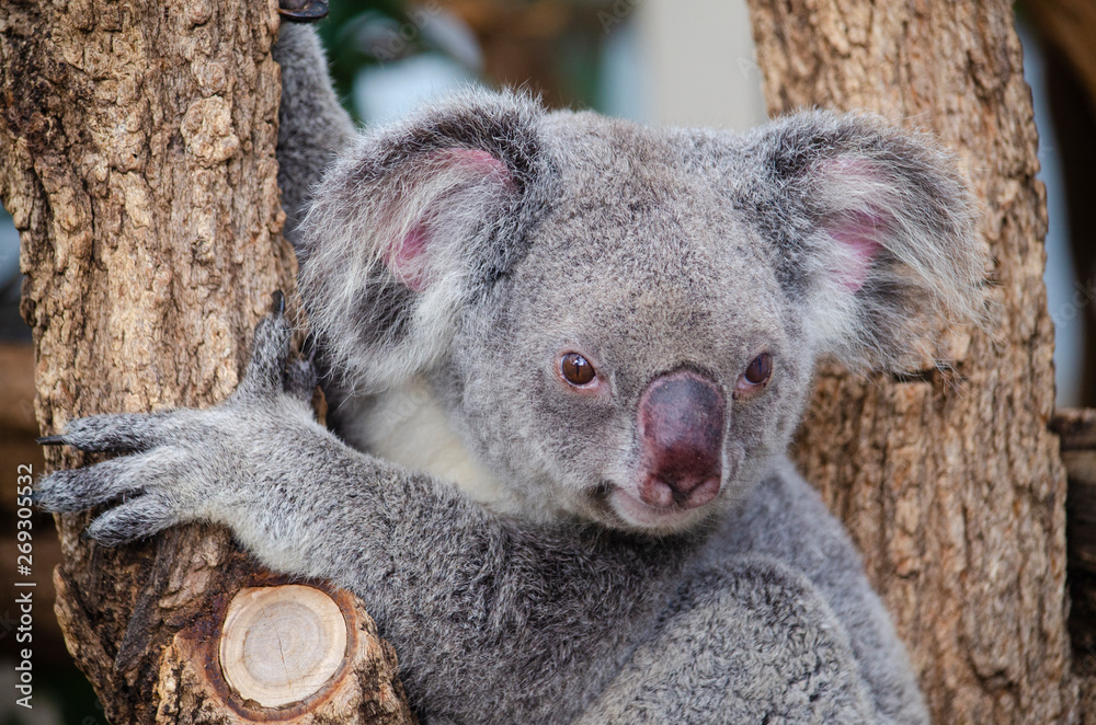 Naklejka premium Koala on tree , Australia