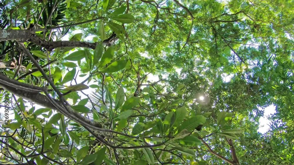Pointing upwards walking shot of the sun and sun flares between the tree leaves in a forest Pointing upwards walking shot of the sun and sun flares between the tree leaves in a forest