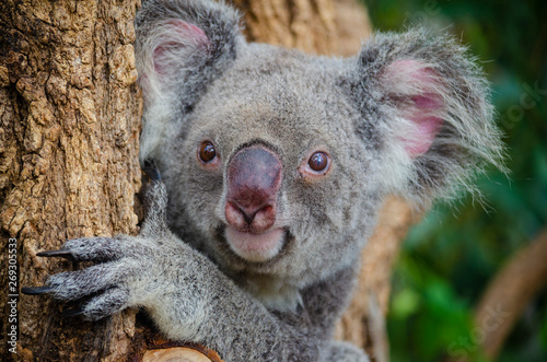 Fototapeta Naklejka Na Ścianę i Meble -  Koala on tree , Australia