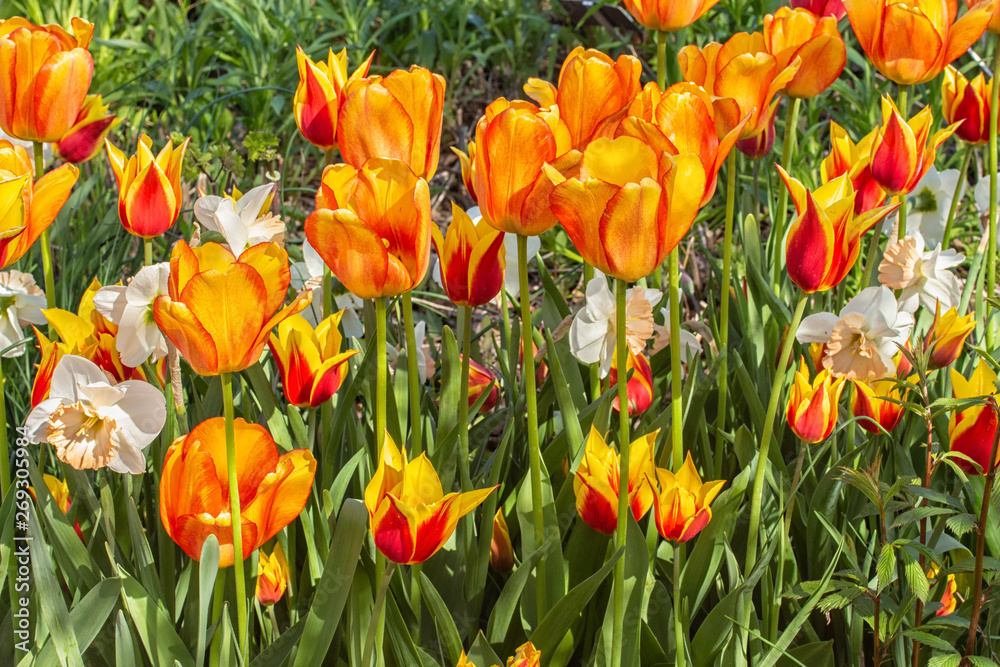 Red and Yellow Tulips in a Flower Bed Red and Yellow Tulips in a Flower Bed