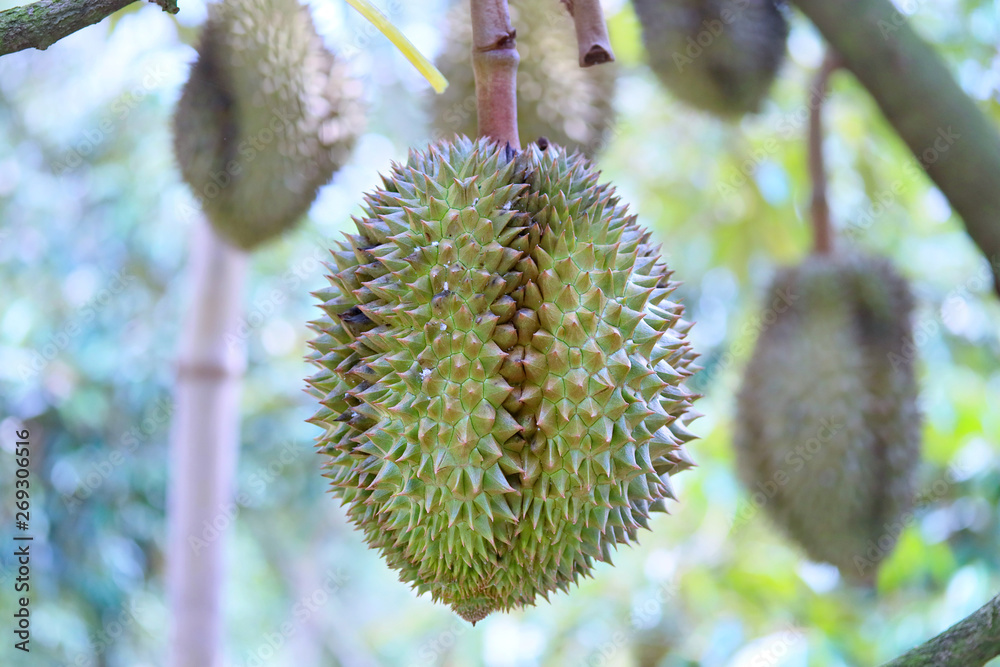 Ripe Monthong Durian on tree in agricultural garden Ripe Monthong Durian on tree in agricultural garden