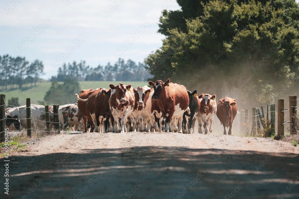 Cow herd walking to a paddock