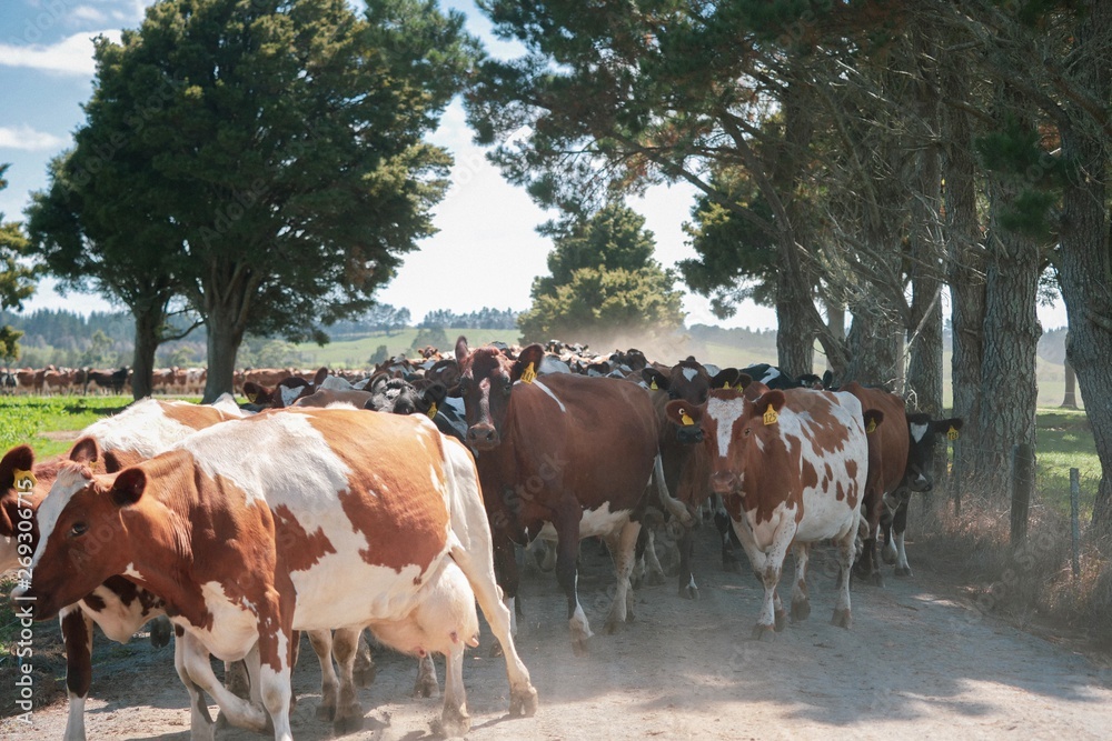 Obraz premium Cow herd walking to a paddock