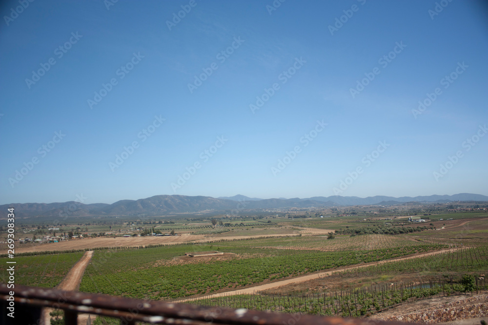  Extension of vineyard fields in Baja California Mexico