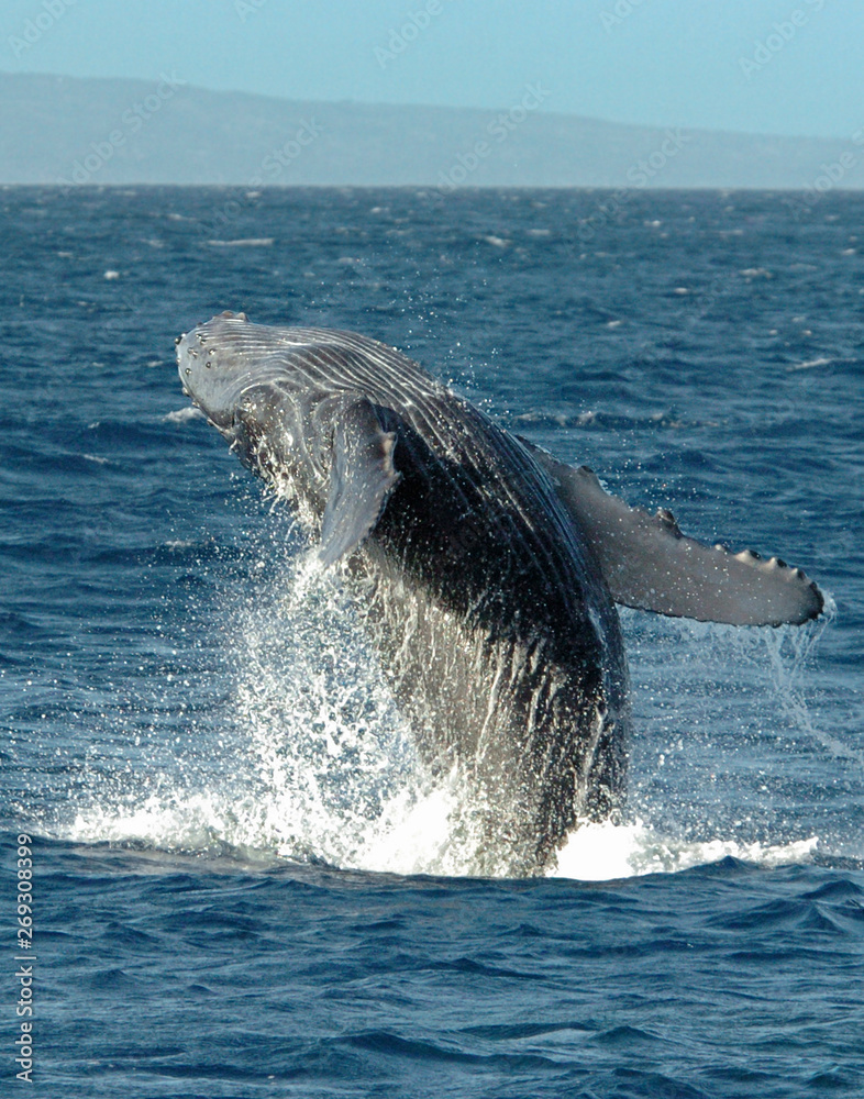 Fototapeta premium Humpback Whale Breach Off Maui