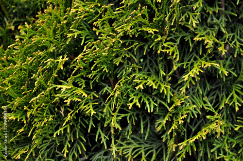 Fototapeta Naklejka Na Ścianę i Meble -  background of green leaves
