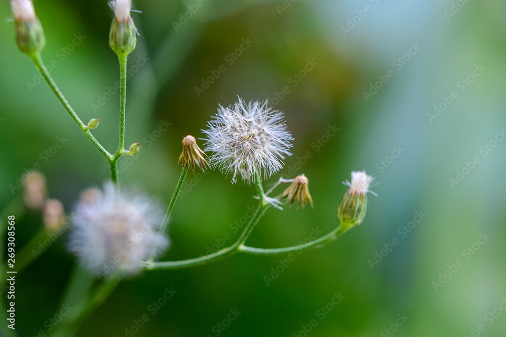 Flores Flores