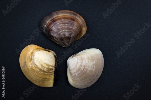 Image of Fresh enamel venus shell (Meretrix lyrata) on black background,. Meretrix shell is a genus of edible saltwater clams,. Food.
