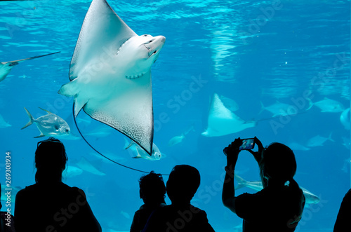 Fotografia People watching Manta Ray in aquarium