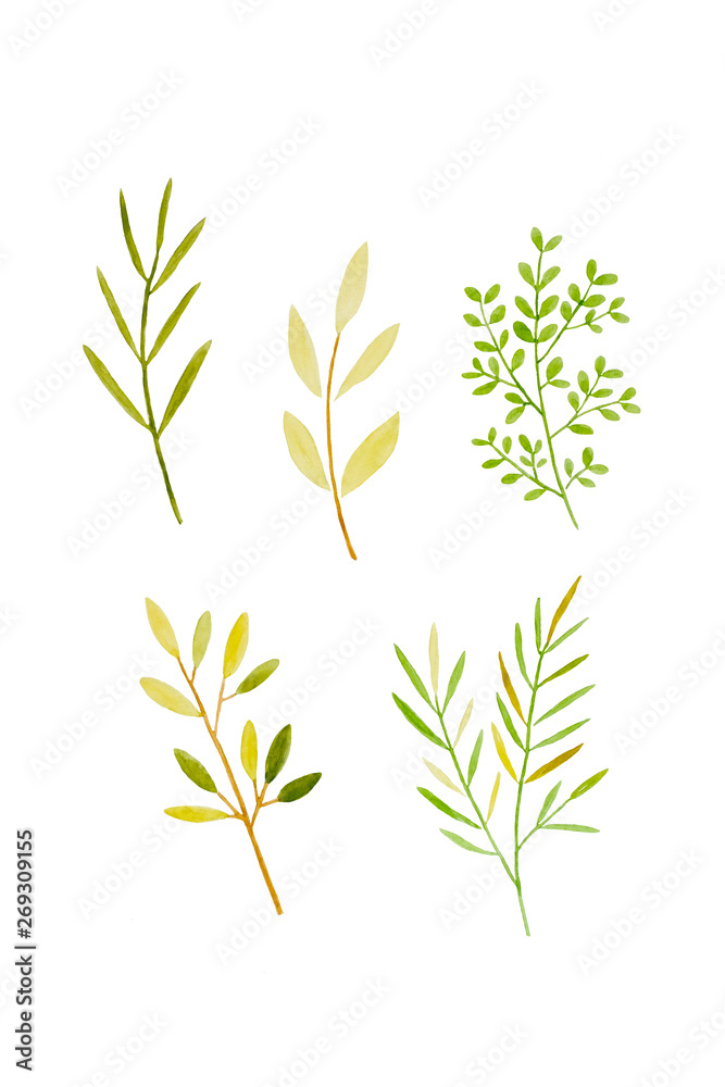 Watercolor illustration art design, Set of spring green tree leaves in watercolor hand pianting style isolated on white background, pattern element for invitation greeting card