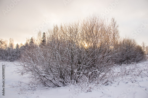 Snowy field at sunset in winter. Beautiful sky. The sky before the snow. Gray sky and sun. Evening sun Winter sunset.