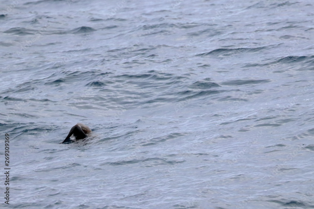 seabird seabird