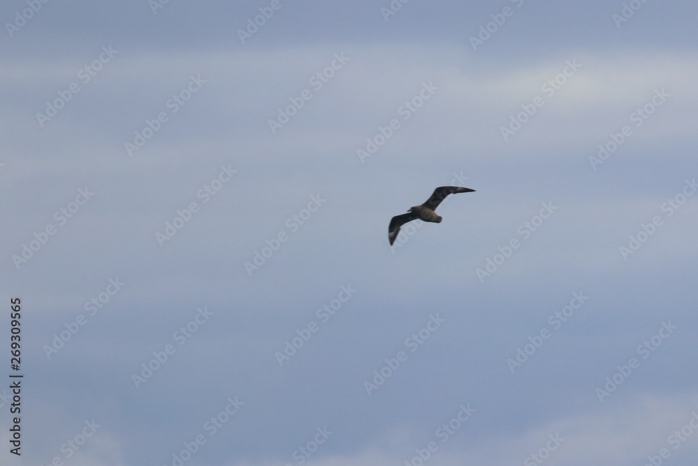 Obraz premium brown skua