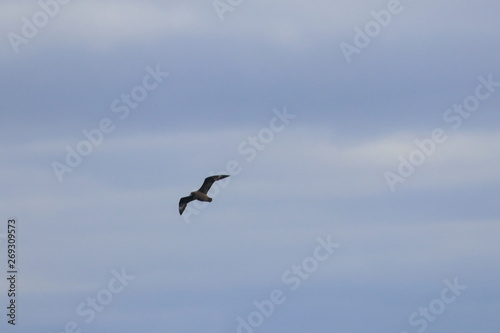 brown skua