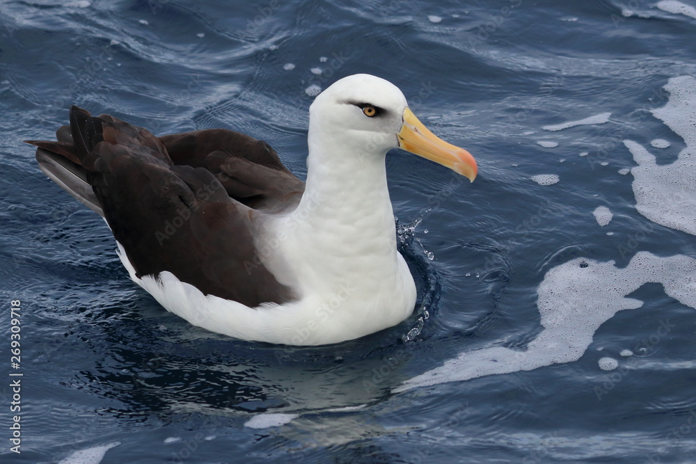 campbell's albatross campbell's albatross