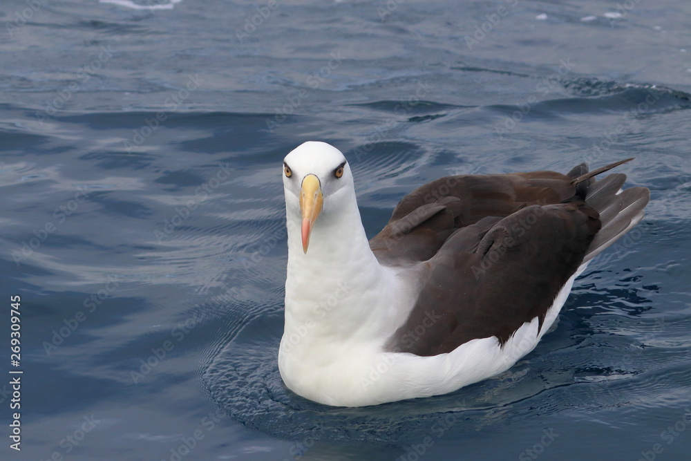 campbell's albatross