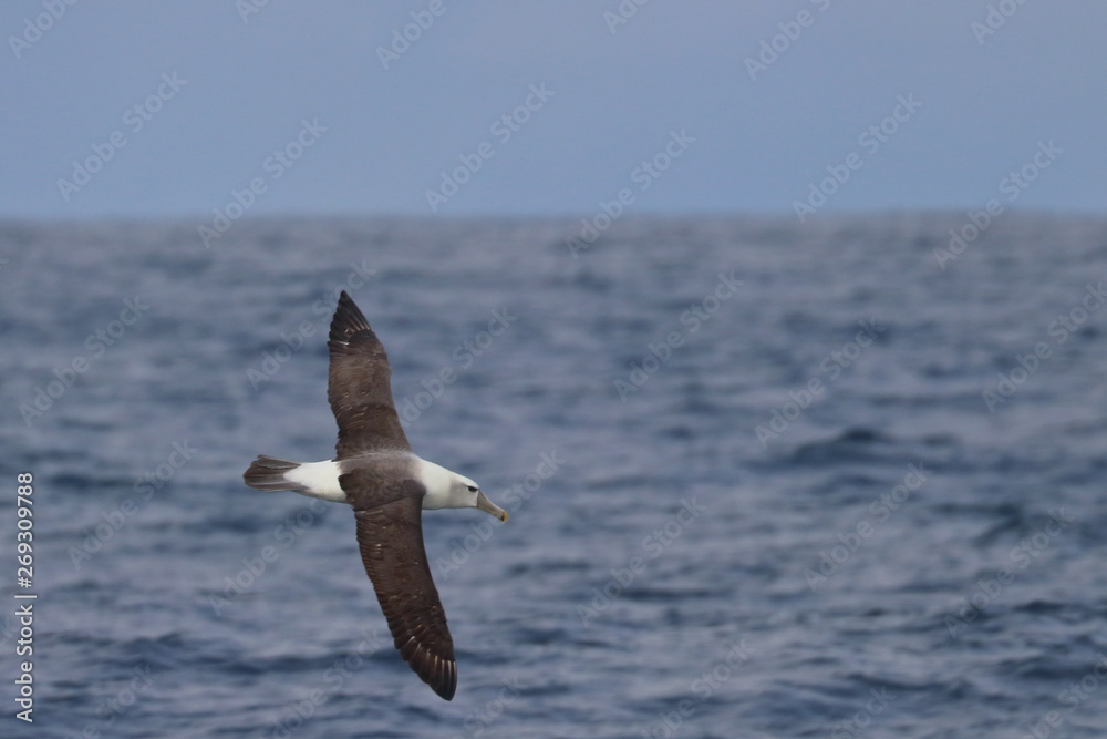 seabird seabird