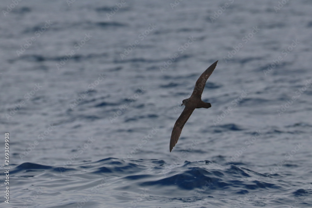Fototapeta premium seabirds