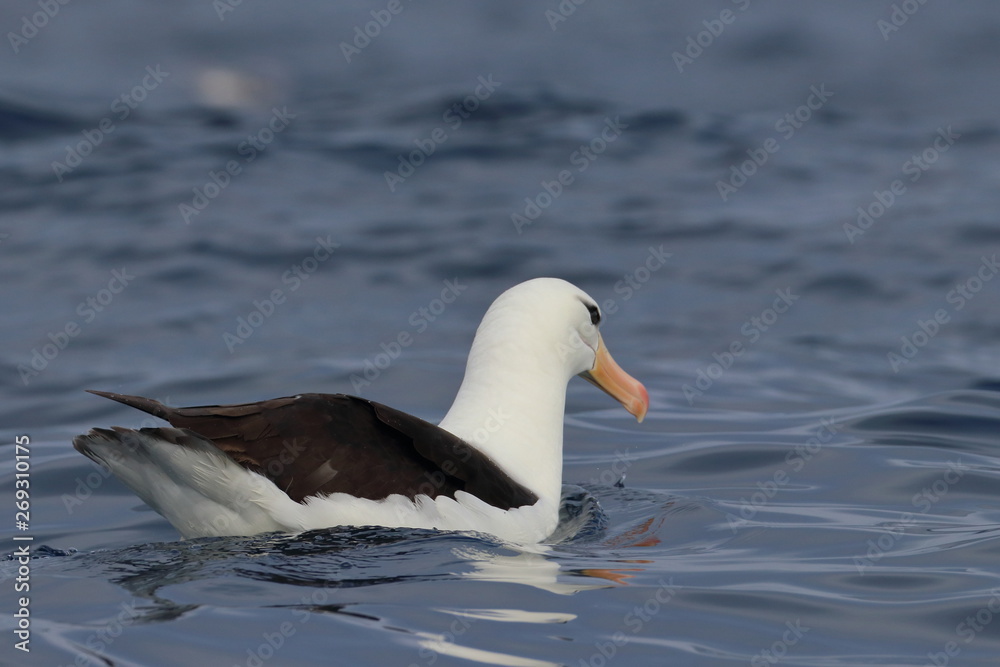 seabird seabird