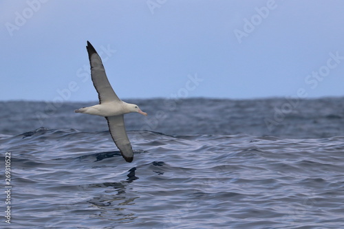 wandering albatross