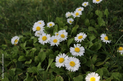 Field of daisies