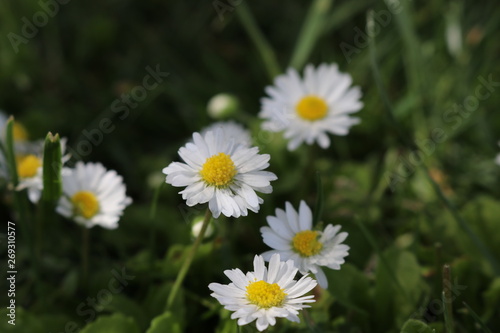 Daisies in the grass