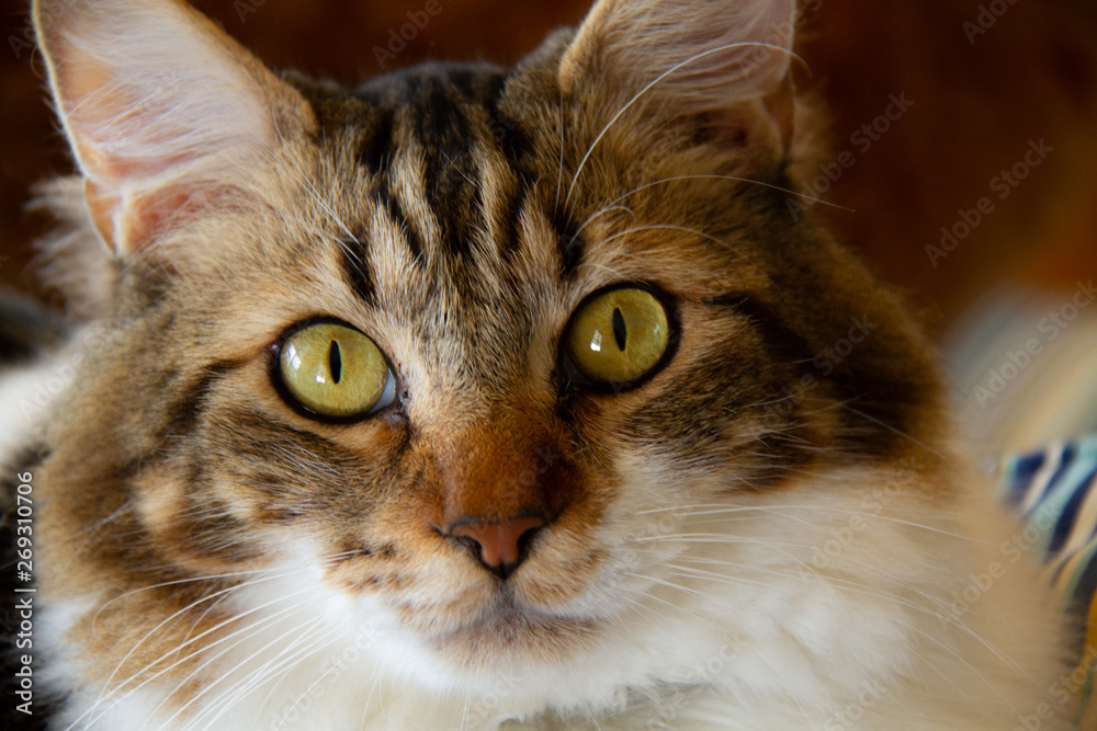 tabby cat looking stratight at you closeup tabby cat looking stratight at you closeup