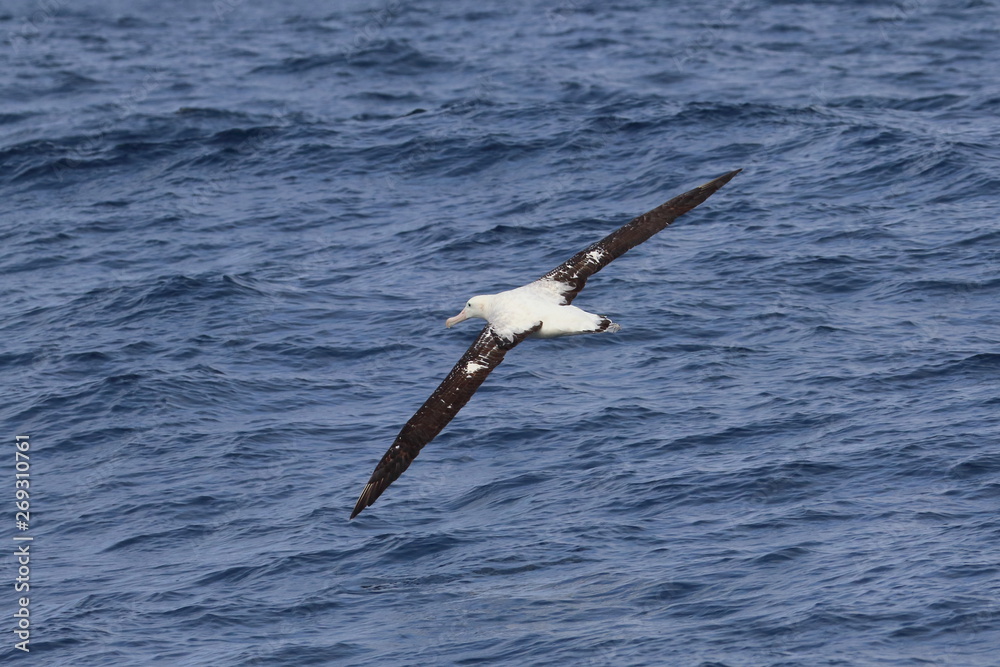 Fototapeta premium wandering albatross